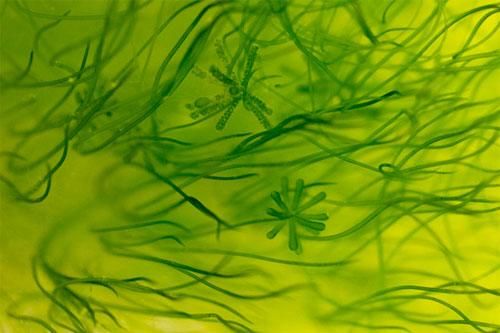 tảo xoắn dạng sợi