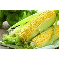 Bệnh tiểu đường có được ăn ngô không? Tại sao?