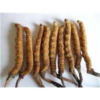 Bí mật đông trùng hạ thảo