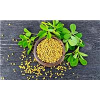 Các Cách Dùng Hạt Methi Chữa Tiểu Đường Bệnh Nhân Nên Lưu Ý