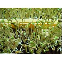 Giá và rau mầm từ hạt methi có tác dụng gì?