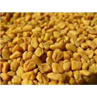 Giảm cân hiệu quả bằng hạt methi Ấn Độ