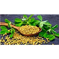 Hạt Methi Ấn Độ Có Hiệu Quả Với Bệnh Tiểu Đường Không?