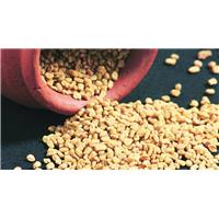Hạt Methi Ấn Độ Hỗ Trợ Điều Trị Bệnh Tiểu Đường