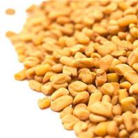 Hạt methi giúp bạn có mái tóc óng mượt hơn