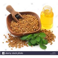 Hạt Methi Hà Nội Mua Ở Đâu Tốt