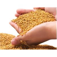 Không lo cholesterol trong máu nhờ hạt methi