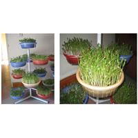 Làm rau mầm từ hạt methi