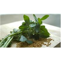 Lịch sử của thảo dược methi