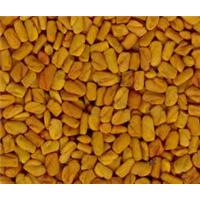 Lợi ích của thảo dược methi Ấn Độ với nam giới