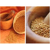 Methi – Một trong những cách tăng tiết sữa hiệu quả