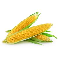 Người mắc bệnh tiểu đường ăn bắp được không?