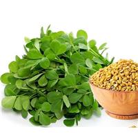 Nhận biết hạt Methi Ấn Độ trên thị trường có khó?