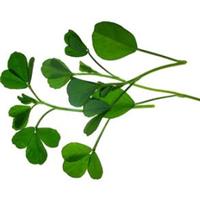 Những thảo dược điều trị tiểu đường hiệu quả