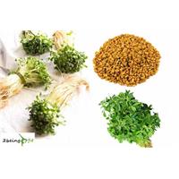 Những Thực Phẩm Lợi Sữa Cho Mẹ Bầu Các Chuyên Gia Khuyên Dùng