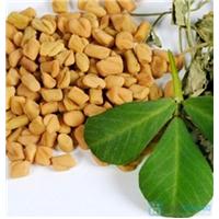 Phòng và hỗ trợ điều trị gan nhiễm mỡ với hạt methi Ấn Độ