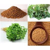 Sử dụng hạt methi cho trẻ biếng ăn