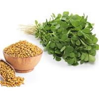 Sử dụng hạt methi có thể chữa bệnh gì?