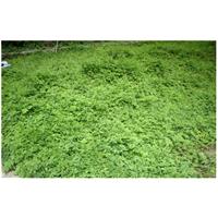 “Thần dược ung thư” giảo cổ lam đặc trị… giun sán