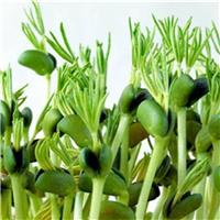 Thảo Dược Hạt Methi Làm Giá mầm Tại Nhà