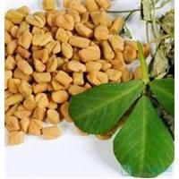 Thuốc thảo dược thiên nhiên từ hạt methi