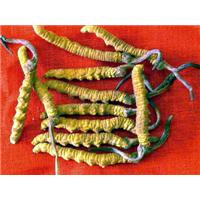 Vì sao không thể nuôi trồng nhân tạo đông trùng hạ thảo