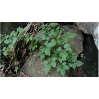 Xóm núi không có người mắc bệnh tiểu đường nhờ cỏ dại “Giảo cổ lam”